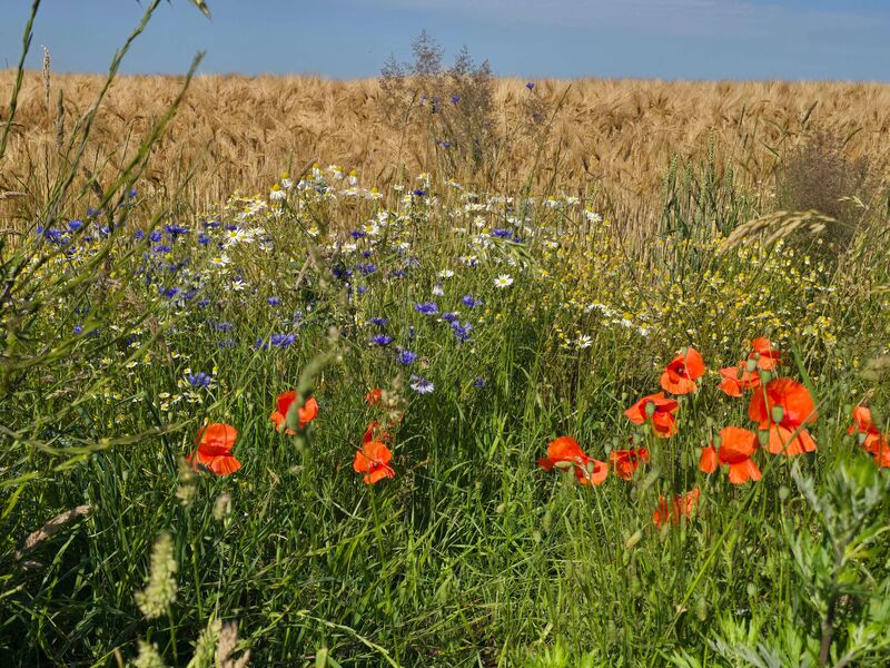 Blühende Wiesen mit roten Mohnblumen und bunten Wildblumen vor goldenem Getreidefeld unter blauem Himmel.